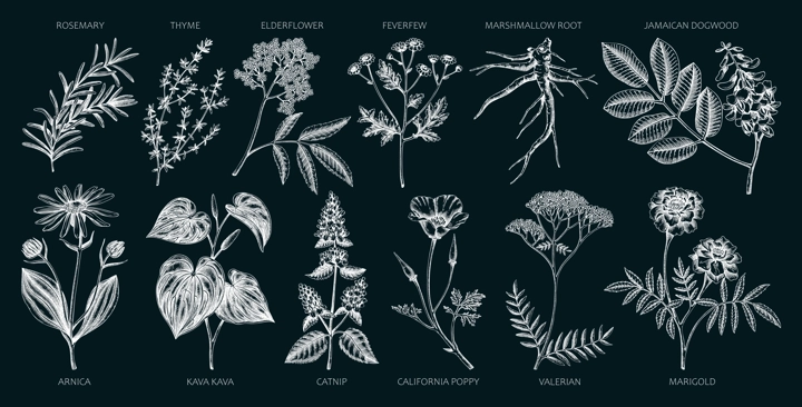 Apothecary plants collection. Medicinal herbs and healing plants sketches on chalkboard. Herbal remedies,natural medicine hand-drawn vector illustration. NOT AI genereted